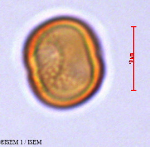 Echiochilon fruticosum - lame n° 29413